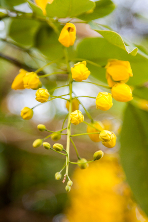 Golden Shower Tree is a yellow flower in tropical zone.の写真素材