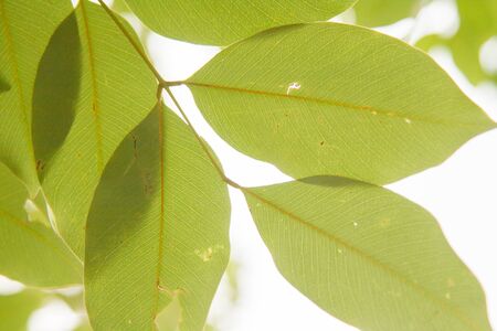 Green leaves on the treeの写真素材