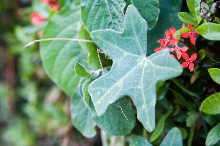 Green leaves on the treeの写真素材