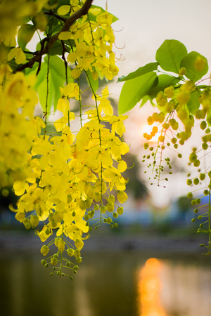Golden Shower Tree  is blooming in summerの写真素材
