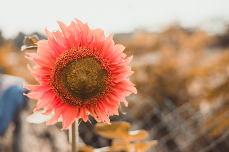 Red sunflower with sun in summerの写真素材