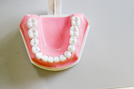 teeth model for teach in classroomの写真素材