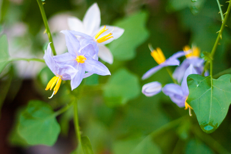 Violet flower on tomato treeの写真素材