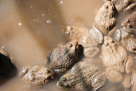 frogs in farm,they are sleeping.の写真素材