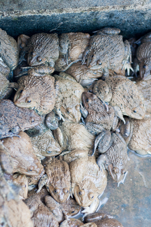 frogs in farm,they are sleeping.の写真素材