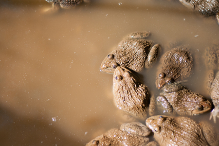 frogs in farm,they are sleeping.の写真素材