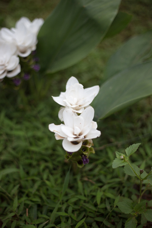 White siam tulip grow at mountainの写真素材