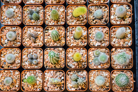 little cactus in marketの写真素材