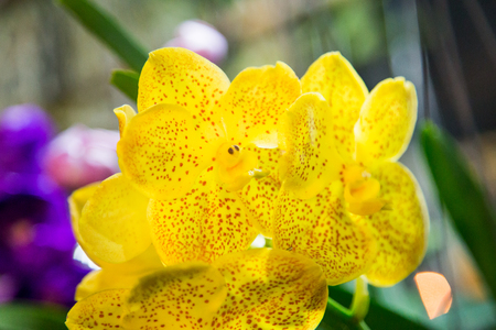 yellow orchids in the gardenの写真素材