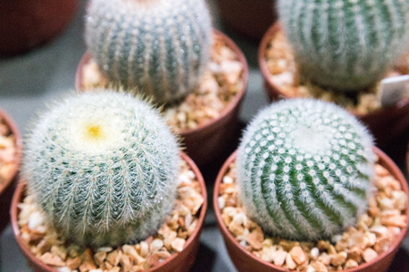 little cactus in marketの写真素材