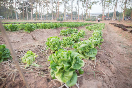 Green oak vegetables are growing on the farm.の写真素材