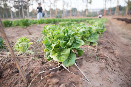 Green oak vegetables are growing on the farm.の写真素材