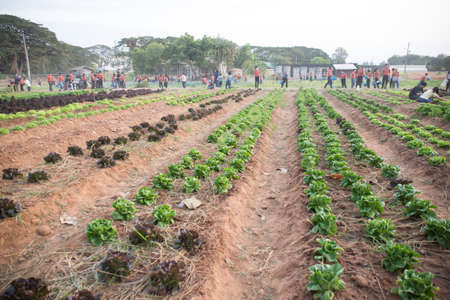 Green oak vegetables are growing on the farm.