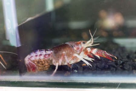 Crayfish is walking in the glass cabinet.の写真素材