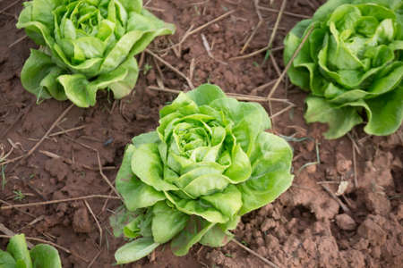 Green oak vegetables are growing on the farm.の写真素材
