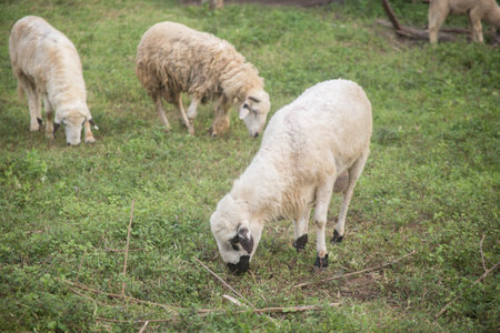 Sheep is eating grass.の写真素材
