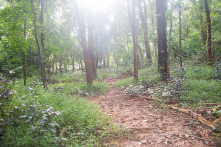 Way in Green forestの写真素材