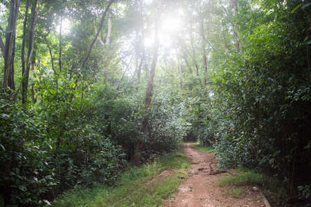 Way in Green forestの写真素材