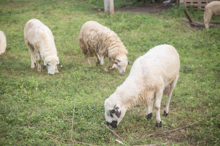 Sheep is eating grass.の写真素材