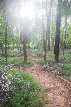 Way in Green forestの写真素材
