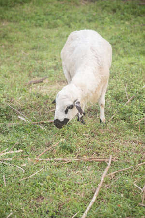 Sheep is eating grass.の写真素材