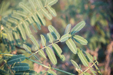 Mimosa pudica  is a sensitive plant.の写真素材