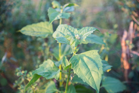 Flowers of the eggplant in the garden.の写真素材