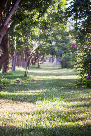 grass  road to farm house in countrysideの写真素材