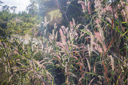 a shrub or clump of shrubs with stems of moderate length.の写真素材