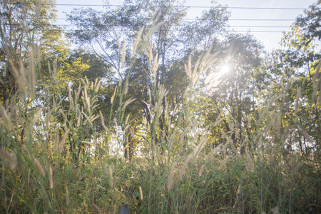 a shrub or clump of shrubs with stems of moderate length.の写真素材
