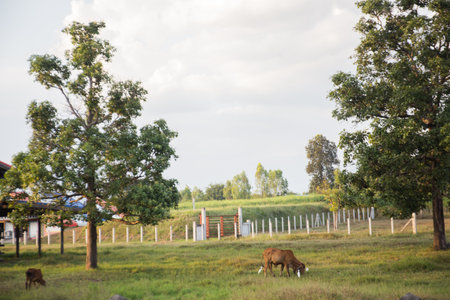Dairy farming is a class of agriculture for long-term production of milkの写真素材