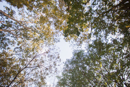 Capture forest use ant 's eye view.の写真素材