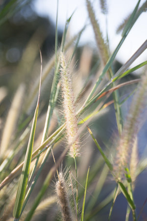 a shrub or clump of shrubs with stems of moderate length.の写真素材