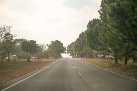 Beautiful Straight empty road through forestの写真素材