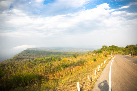 Beautiful Straight empty road through forestの写真素材