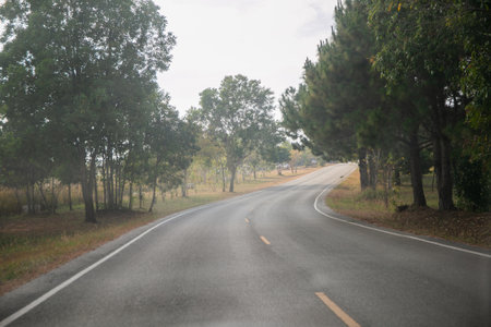 Beautiful Straight empty road through forestの写真素材