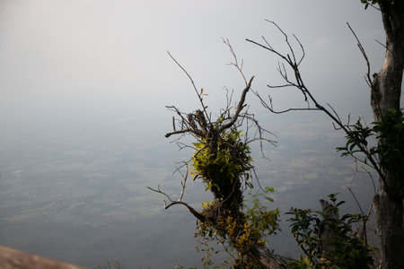 The tree in the rock is quickly seen, but it is worth seeing.の写真素材