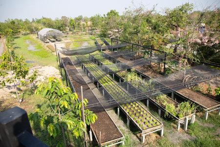 Farm Plants growing without soilの写真素材