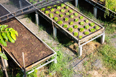 Farm Plants growing with soil