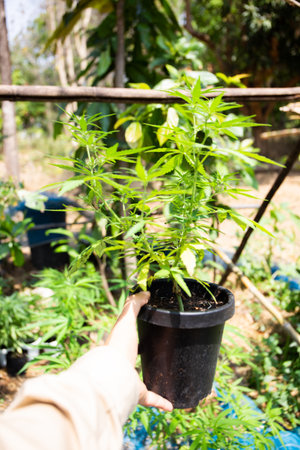Marijuana refers to the dried leaves, flowers, stems, and seeds from the hemp plantの写真素材