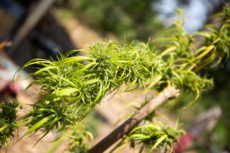 Marijuana refers to the dried leaves, flowers, stems, and seeds from the hemp plantの写真素材