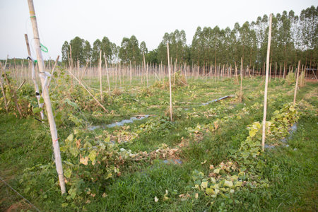 The condition of the planting plot of cucumbers after harvest.の写真素材