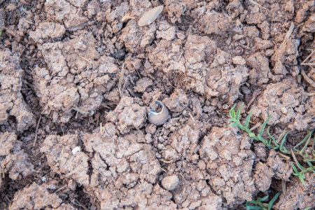 Surface conditions of the ground along the river at Ubolratana Damの写真素材