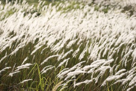 Heather blowedの写真素材