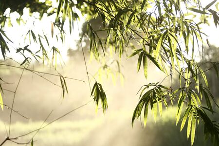 Bamboo leafの写真素材