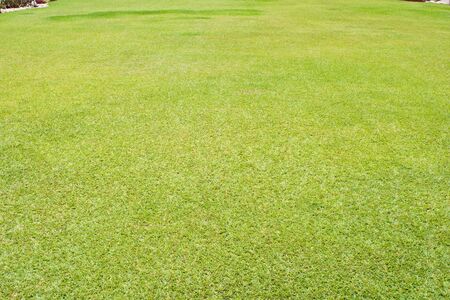 Green grassの写真素材