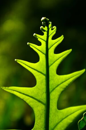 Fern transparency の写真素材