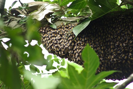 Honeycombの写真素材