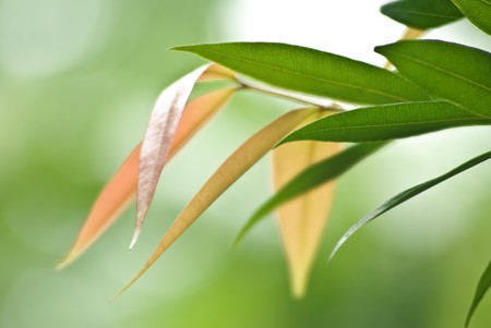 Fresh leafの写真素材