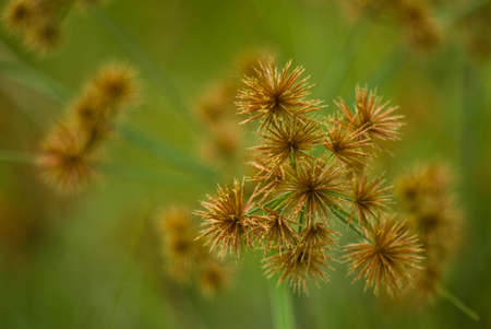 Grass flowerの写真素材